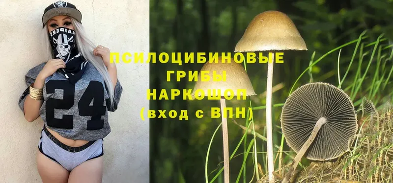 Галлюциногенные грибы Psilocybine cubensis  omg tor  Курганинск 